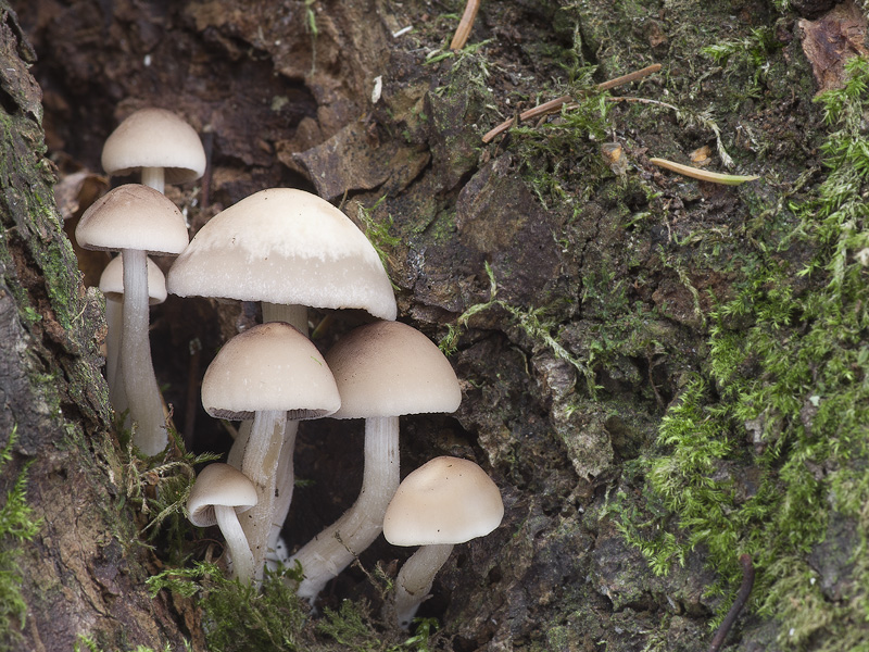 Psathyrella papyracea